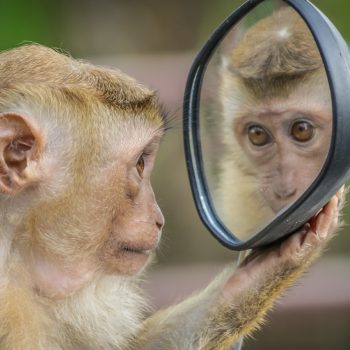 monkey, mirror, stare-3512996.jpg